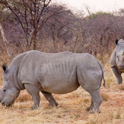 White rhinos in Namibia Ikiwaner